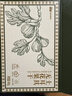 西域美农土耳其大无花果干400g 箱装+小袋 煲汤熬粥开袋即食 源产地大果 实拍图
