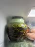 拜杰泡菜坛子玻璃密封罐泡酒容器大容量咸菜罐泡酒罐腌菜坛子2只 实拍图
