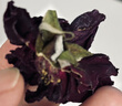 贡苑云南墨红玫瑰花茶50g 大朵新花冠王无硫重瓣特玫瑰花干级疏肝解郁 实拍图