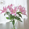 悦多彩AB级优质香水百合 家庭办公室各色生活鲜花 昆明基地 现采直发 随机单色百合10朵（双头5枝） 实拍图