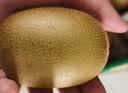 佳沛（zespri）新西兰阳光金奇异果巨大果22粒原箱单果146-175g 猕猴桃水果礼盒 实拍图