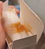 爱贝迪拉（AIBEDILA）宝宝防水耳贴新生婴儿洗澡防水防感染神器护耳贴儿童洗头 60片 实拍图