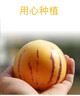 佳沛（zespri）新西兰阳光金奇异果18粒礼盒优选果单果103-124g 猕猴桃水果礼盒 实拍图