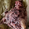 五芳斋 速冻猪肉粽 100g*5只 嘉兴粽子肉粽端午粽子早餐食品 实拍图