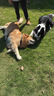 麦德氏IN狗狗鲨鱼软骨素340g宠物狗狗关节软骨素钙片修护关节老年犬 实拍图