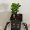 金钱榕树盆景老桩小叶榕苗木造型盆栽人参榕室内绿植提根绿植矮莊 【买一送一】小富贵榕高20cm左右 实拍图