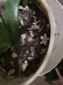 史丹利3L包装营养土园艺有机土通用型种花种菜养花专用泥炭土壤种植土 实拍图