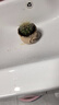 泰西丝金琥仙人掌球多肉植物盆栽绿植小盆栽 金琥+D115盆 源头直发 晒单实拍图