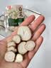 川珍白芷50g袋装 四川原产 烧炖卤料羊肉煲汤材料香辛调料 实拍图