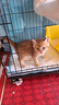 宠有为宠物羊奶粉狗狗猫咪营养新生幼幼成犬猫母乳配方奶猫奶狗泰迪金毛 犬猫通用宠物羊奶粉260g 实拍图
