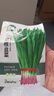 北蔬 紫根韭菜籽种子苗独根红宽叶蔬菜种籽 紫根韭菜种子10g约1800粒 实拍图