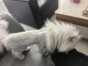 奥克斯（AUX）宠物剃毛器猫咪专用推子长毛猫电推剪静音剃猫毛神器宠物猫脚底推毛器 【长毛猫专用 可防水】标配 实拍图