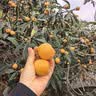 沃尔森X50S手电筒强光变焦可充电远射穿天炮激光超亮探照灯户外应急灯 实拍图
