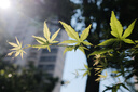 新贝 储奶袋小容量 一次性存奶袋可冷冻 加厚防漏100ml*60片装9108-3 实拍图