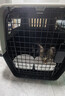 华元宠具（hoopet）猫咪航空箱宠物托运笼子狗狗旅行箱车载猫包便携外出国航标准版L 实拍图