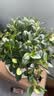 四季常青金鱼花吊兰盆栽室内绿植花卉多肉植物发财树好养易活客厅 金鱼吊兰【整盆20-30颗】原盆土 实拍图