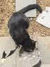京东京造猫粮牛肉味全价鸡肉粮鱼油通用型猫粮成猫幼猫2kg 实拍图