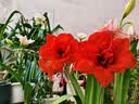 爱丽思（IRIS）Deepot花盆加厚树脂控根圆口绿萝绣球月季多肉发财树塑料加仑花盆 8号白色(口径约26.6cm)约8L 实拍图