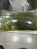 墨一水草合集净水好养金鱼藻小九冠蜈蚣草小巴榕懒人鱼缸造景装饰真草 （15-20厘米）金鱼藻10株送1沉水环 实拍图