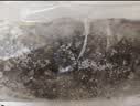 鲟食活冻石斑鱼野外生长海捕龙胆珍珠斑 老虎斑生鲜鱼类海鲜 净重 650-800g/条【买一送一】 实拍图