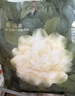 babycare山茶花一次性内裤女孕妇月子待产出差旅行XXL码30条【 安全灭菌】 实拍图