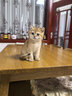 普安特猫咪幼猫育贝健羊奶粉宠物0乳糖新西兰进口羊奶强免疫速溶防拉稀 实拍图