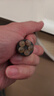 DAGO眼部按摩棒滚珠朱雀三啄按摩器小莲蓬面部提拉点穴拨筋经络疏通 实拍图