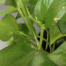 德沃多植物营养液花卉型园艺盆栽蝴蝶兰花肥料君子兰兰花氮磷钾肥1200mL 实拍图