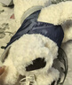 babycareAI天才狗儿童ai智能早教玩具动物毛绒玩偶宝宝陪伴机器人生日礼物 实拍图