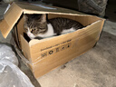 好主人（CARE）金装好主人猫粮2.0 成猫幼猫蓝猫英短通用【试吃装】金装成猫400g 实拍图