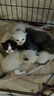 怡亲猫粮5斤全价猫干粮成幼猫去毛球英短蓝猫布偶室内猫通用猫粮2.5kg 【幼猫】 2.5kg 实拍图