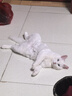 皇家成猫猫粮 营养均衡 F32 通用粮 1-7岁 2KG 实拍图