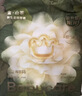 babycare金山茶花纸尿裤NB68片(<5kg)新生儿婴儿尿不湿超薄透气轻柔花苞裤 实拍图