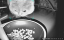 小佩宠物AI智能自动喂食器可视版 定时定量 视频监控(支持鸿蒙智联) 实拍图