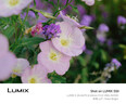 松下（Panasonic）Lumix S5M2 全画幅相机 L卡口 微单相机 无反数码相机 【24-60mm F2.8】套装 实拍图