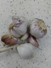 【百万单爆品】紫白皮蒜水果大蒜超市生鲜蔬菜调料即食蒜 【福利专享】3头50g单果3.5-5cm 实拍图