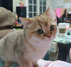 玫斯（metz）猫粮无谷天然猫粮成猫幼猫全阶段鲜肉孕猫全价奶糕猫粮 玫斯无谷鲜肉全猫粮6.8KG 实拍图