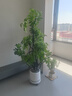 叹为观止大型植物发财树各种大颗盆栽开业乔迁客厅办公室内好养大型花卉 造型鸭脚木【1.4-1.6米】 含盆 实拍图