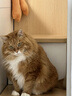 美的（Midea）破壁机家用自清洗多功能全自动免煮低音1.75L大容量3-7人预约豆浆机料理榨汁机辅食破冰PB40F254F 实拍图