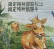 伊利【新鲜日期】金典双限定娟姗纯牛奶锡林郭勒牧场250ml*12 3-4月 实拍图
