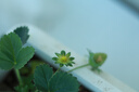 佳能（Canon）RF 50mm F1.8STM 小痰盂镜头大光圈 rf小痰盂镜头 拍人像全画幅微单定焦镜头 RF50F1.8【赠卡色二代UV镜】 官方标配【京东多仓发~快可次日达】 实拍图
