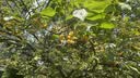 美乐棵  通用营养土养花花肥种植土花土种菜土肥料盆栽绿植专用土壤40L 实拍图