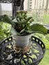绿有意绿植盆栽多肉花卉盆栽植物室内桌面水培绿植办公室客厅植物懒人 4盆自选】植物和盆颜色请备注 实拍图