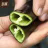 北蔬 尖椒辣椒种子苗紫黑色香辣中早熟四季盆栽菜籽 紫黑尖椒种子15粒 实拍图