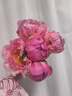 山东菏泽芍药鲜花花束重瓣大花苞基地直发鲜切花【全色系】 芍药-珊瑚落日【花苞/支2.5-3.0公分】 【5支】长度/支45公分以上 实拍图