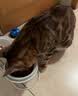 皇家成猫猫粮 营养均衡 F32 通用粮 1-7岁 4.5KG 实拍图