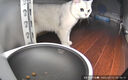 冠能猫粮室内成猫猫粮10kg 全价猫粮 添加膳食纤维 控制毛球 实拍图
