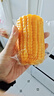 北纬47度水果玉米2.64斤(220g*6根)开袋即食鲜甜玉米棒 低脂低GI早餐苞米 实拍图