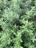 卡乐比（Calbee）薯条 海苔味75g 独立小包装薯片 薯条三兄弟 休闲小吃解馋小零食 实拍图