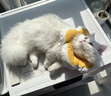 华元宠具（hoopet）猫咪伊丽莎白圈幼猫项圈宠物狗狗圈颈圈脖圈头套犬耻辱圈防舔头罩 实拍图